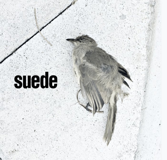 suede-estrena-el-single-the-invisibles-noticias-sin-categoria